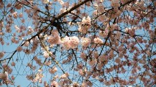 Vancouver's cherry blossoms have deep roots in Japanese culture