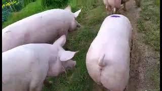 4 heads harvest fattening na baboy, pigery farm cebu