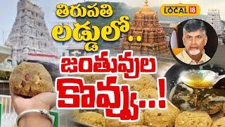 Chandrababu on Tirupati laddu | Animal fat in Tirumala Prasadam | YS Jagan |Tirumala News #Local18