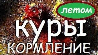 Кормление кур несушек летом.  Чем и как кормлю чтобы неслись