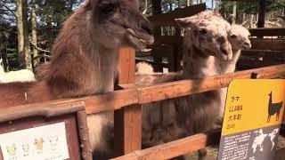 ラマに餌をあげようLet's feed llama