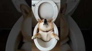please save the dog #cute #shibainu #rescue #animals #story #shorts