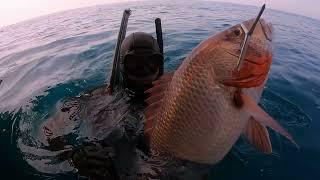 Spearfishing a Scary Aquarium 