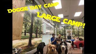 A DAY WITH LARGE CAMP DOGGIE DAY CAMP! PetSmart/PetHotel & Doctor Strange Multiverse of Madness!