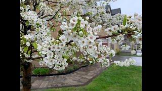 【Ellen爱生活 】庭院春雨 (Rain in Spring). 多伦多的 春天，春雨，梨树，紫荆......（ flowering pear trees,  redbud and ext...)