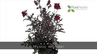 PlantHaven 360 Video - Dahlia MYSTIC DAHLIAS™ Mystic Wonder