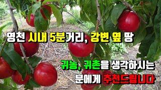 경북 영천시 고경면 대의리, 귀농귀촌용 영천토지입니다. 영천시내에서 5분거리이며 강변에 위치한 땅입니다.