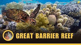 The Great Barrier Reef - The world's Largest Coral Reef Ecosystem