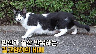 3개월 만에 또 새끼 고양이 출산한 길고양이, 올 겨울 버틸 수 있을까요?