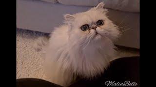 Pika 10 years old  Silver shaded Persian cat