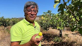 Em defesa da água no Algarve: agricultores inovam para manter o solo fértil