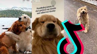 The Best Golden Retriever TikTok Compilation 2021 | Dogs Of TikTok