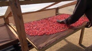 Solar drying of chilli (Summary)