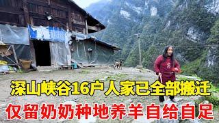 贵州深山峡谷16户人家已全部搬迁，仅一户人家留守此处，奶奶种地养羊自给自足！【乡村阿泰】