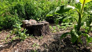 Frog Hole Food Forest July 2024 Update