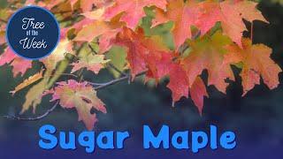 Tree of the Week: Sugar Maple