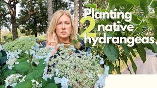 2 gorgeous native hydrangeas + more shrubs!