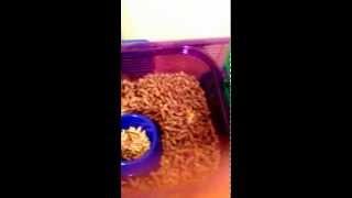 Hamster Cage Tour CritterTrails