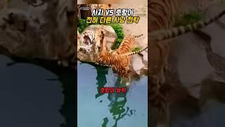 사자에게 없는 호랑이 능력 – 사냥 전략 해설