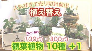 【観葉植物】100均&300均で大人気！/ 安くオシャレに植え替える / 春〜秋が適期・ポイント満載 / 鉢カバーは全て100均【ガーデニング】