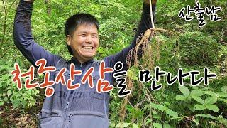 전형적인 한국 산삼 모양 천종 산삼을 만나다