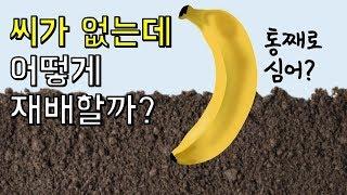 바나나는 씨가 없는데 어떻게 재배할까?｜바나나에 숨겨진 놀라운 사실 Top3