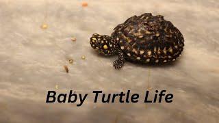 Baby Turtle Life