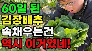 김장배추 속을 꽉 채우는 방법은 이렇게 관리해야 속이 잘 찹니다.