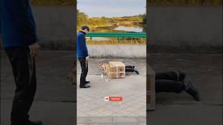 Vfx funny magic video tiger disappeared from the box #funny #vfx #comedy #shorts