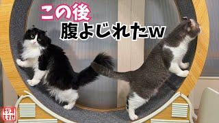 【爆笑】まるで人間みたいなコントを始めた猫たちに大笑いw