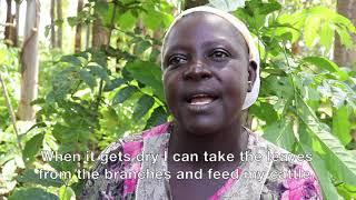 Margaret Muchanga – Farmers' View on Agroforestry | SIANI