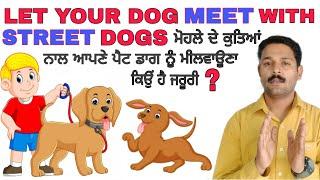 Let Your Dog Meet With Street Dogs