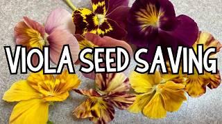 Saving seeds: How to harvest, dry and store VIOLA seeds. How to save PANSY seeds for next year.