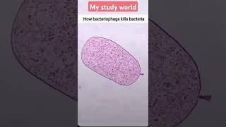 #bacteriophage #bacteria #viralvideo #prakashsir #mystudyworld