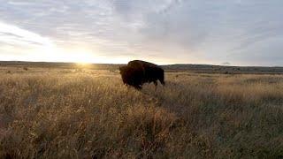 Restoring the North American Prairie