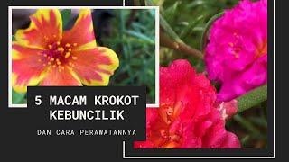 Klasifikasi Krokot ala KEBUNCILIK