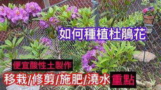 143【種花】【杜鵑花】如何種植杜鵑花 移栽及施肥重點How to grow Rhododendron |免費天然酸性土How to make acid loving soil