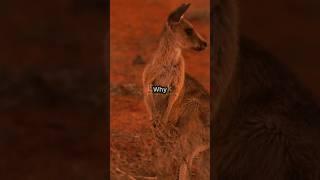 The Red Kangaroo: Nature's Ultimate Survivor #RedKangaroo #WildlifeDocumentary #AustralianOutback