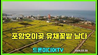 포항호미곶 유채꽃밭 드론으로 날다 , 사진가조성욱의 드론미디어TV , 240330  , 4k