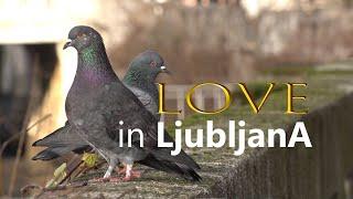 Ljubav u Ljubljani | Love in Ljubljana - Slovenia