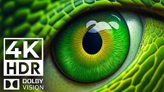 SUPREME COLOR 4K HDR 120FPS Dolby Vision | with Catchy Cinematic Music (Colorful Animal Life)