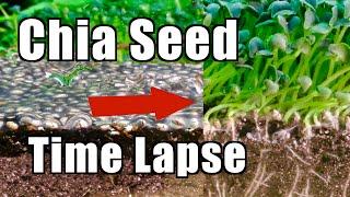 Growing 10,000 Chia Seeds | Time Lapse Laboratory