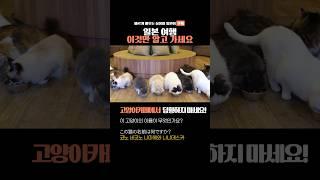 초보자를 위한 여행 일본어 5가지 고양이카페에서