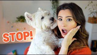 Is Your Westie Dog Annoyed or Stressed? 5 SIGNS OF DISCOMFORT   4K