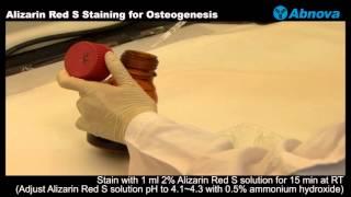 Alizarin Red S Staining for Osteogenesis