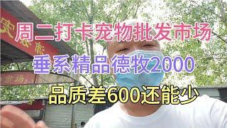 周二打卡宠物批发市场，垂系精品德牧2000 品质差的600还能少。