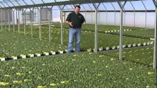 Behind the Scenes at Bonnie Plants | Greenhouses