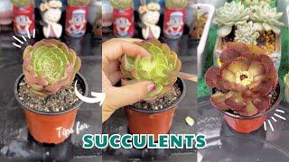 Discover the 5-Minute Trick to Keep Your Succulents Alive