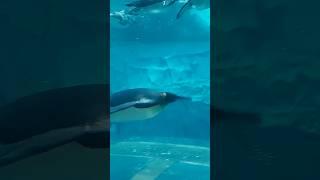 Sea World Abu Dhabi #seaworld #travelvlog #Abu dhabi #dubai #shortvideo #Malliga Channel