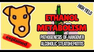 ETHANOL METABOLISM IN THE LIVER. Pathogenesis of Alcoholic hepatitis.